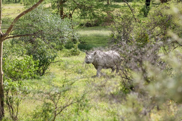 Safari. witte neushoorn op de achtergrond van savanne