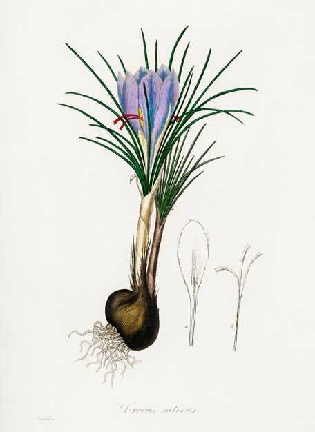 Saffraan crocus (Crocus sativus) illustratie uit medische plantkunde (1836)