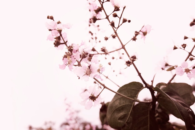 Gratis foto sakura cherry blossom nature beauty