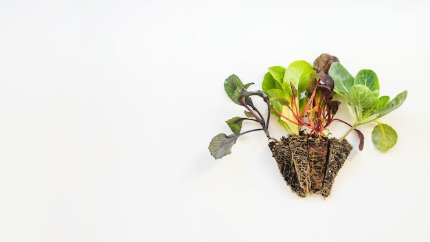 Salade plant