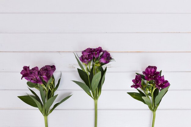 Samengestelde stelen met paarse bloemen