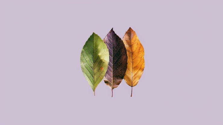 Gratis Foto samenstelling van herfstbladeren