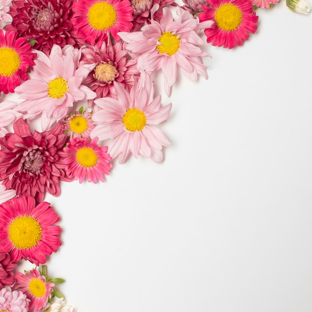 Gratis foto samenstelling van mooie roze bloemen