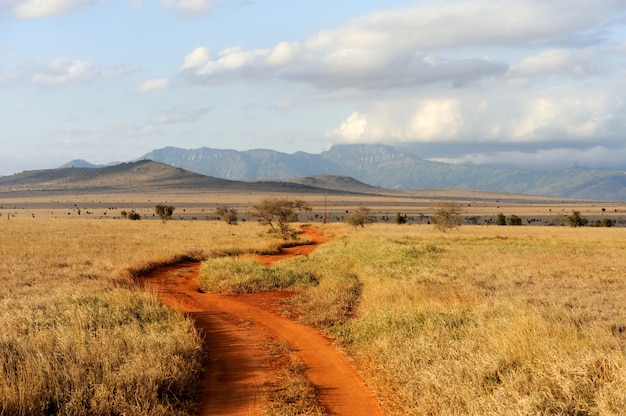 Savannelandschap in het nationale park in Kenia, Afrika