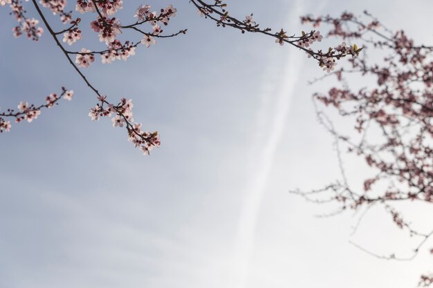 Scène van de lente met bloeiende takken