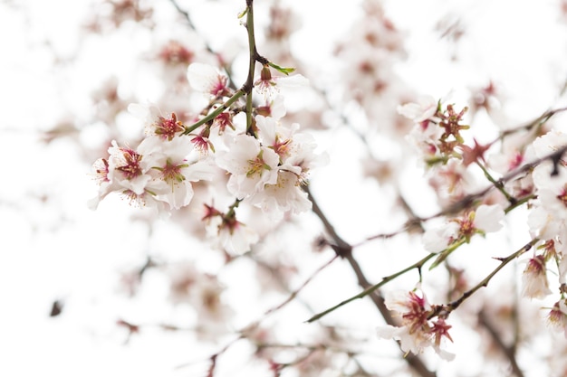 Scène van de lente met mooie amandelbloesems