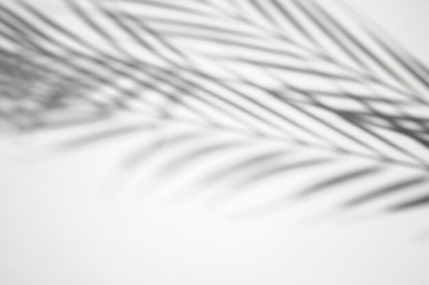 Schaduw van palmbladeren op een witte achtergrond bovenaanzicht plat lag
