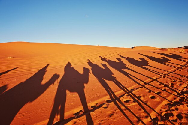 Schaduwen van kamelen in de Saharawoestijn Merzouga