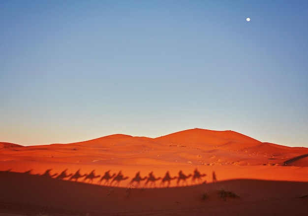 Gratis foto schaduwen van kamelen in de saharawoestijn merzouga