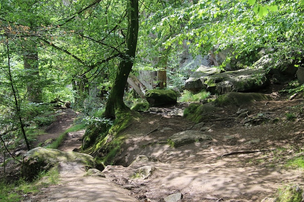 Schaduwrijk pad met grote rotsen langs Ekkodalen, de langste kloof van Denemarken