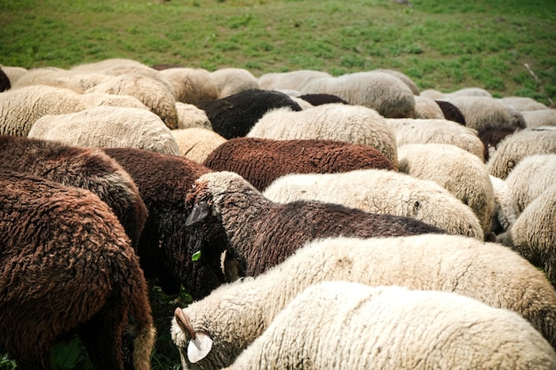 Schapen grazen in de groene velden