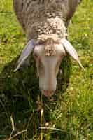 Gratis foto schapen met een hoge hoek die gras eten