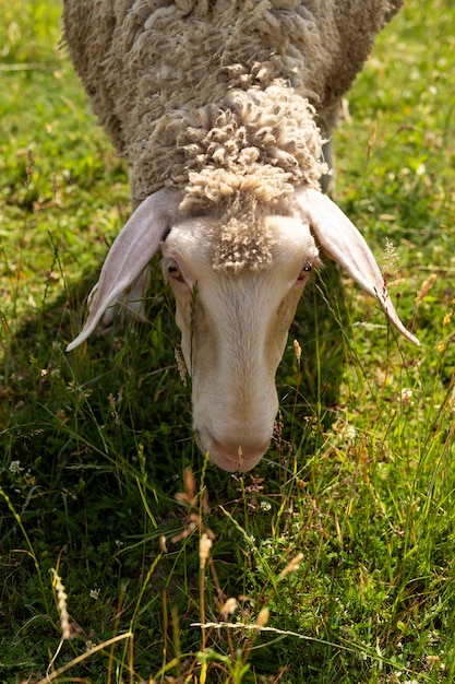 Schapen met een hoge hoek die gras eten