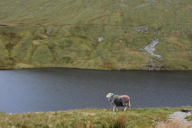 Gratis foto schapen naast grisdale tarn met glooiende heuvels eromheen in engeland