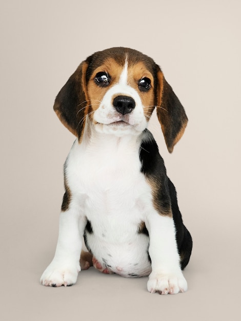 Gratis foto schattig beagle puppy solo portret