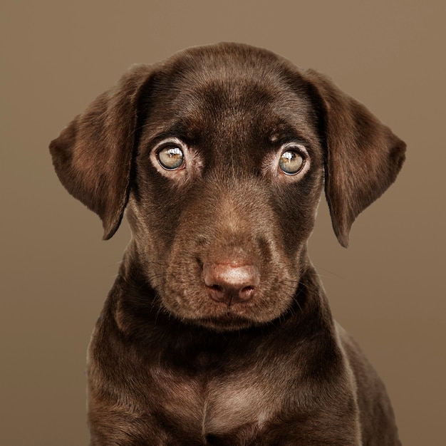 Gratis foto schattig chocolade labrador retriever portret