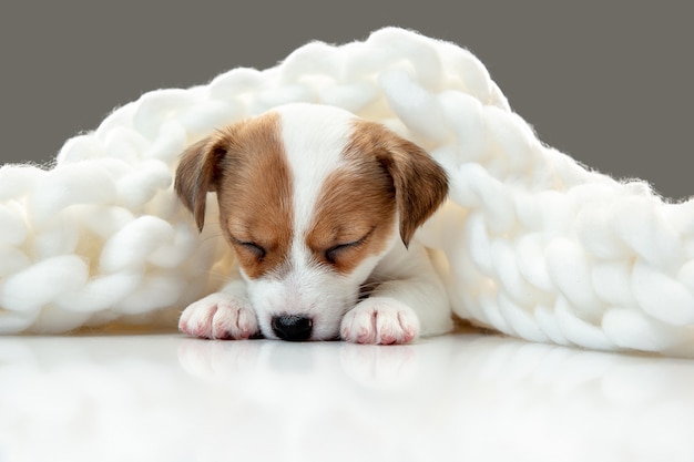 Schattig en klein hondje poseren vrolijk in comfortabele zachte plaid