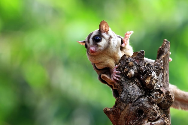 Schattig gezicht suiker zweefvliegtuig op hout suiker zweefvliegtuig close-up suiker zweefvliegtuig klimmen op hout