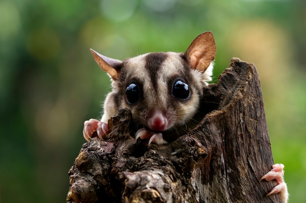 Schattig gezicht suiker zweefvliegtuig op hout