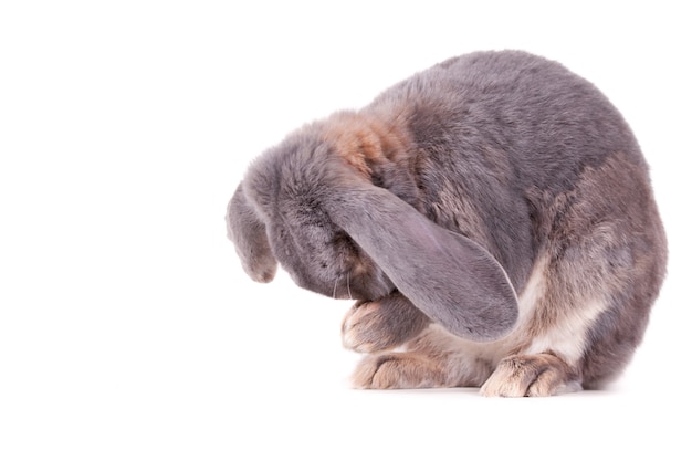 Schattig grijs en wit konijntje zit en houdt zijn neus in zijn handen op een wit oppervlak