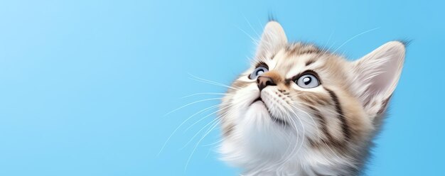 schattig kitten op blauwe achtergrond AI gegenereerde afbeelding