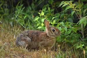 Gratis foto schattig klein konijn in het wild dat aan bladeren knabbelt
