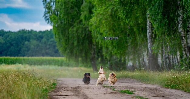 Schattig landschap met aantrekkelijke hondjes. grappige honden die in de natuur spelen.