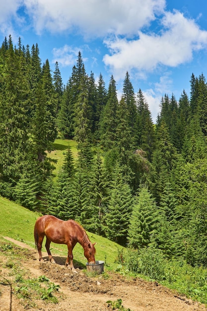 Schattig paard in de Alpen die gras eet