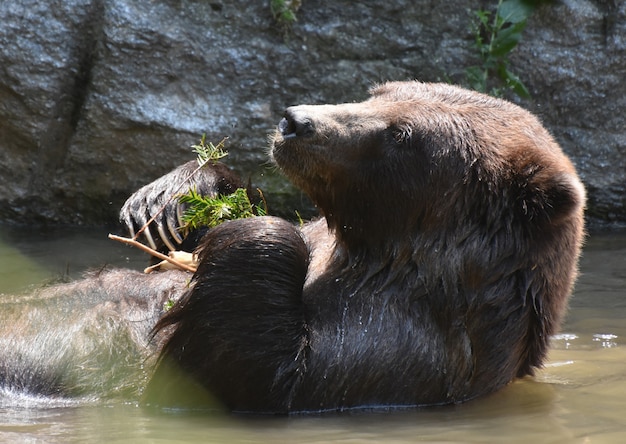 Schattige bruine beer die afkoelt terwijl hij wat bladeren eet
