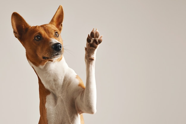 Schattige bruine en witte basenji-hond die en high five glimlacht geeft die op wit wordt geïsoleerd