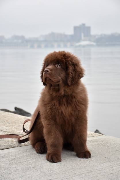 Schattige bruine newfie puppy hondje zit aan de rand van de rivier
