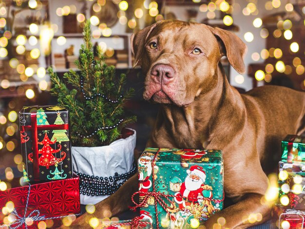 Schattige bruine puppy en feestelijke dozen met nieuwjaarspatronen