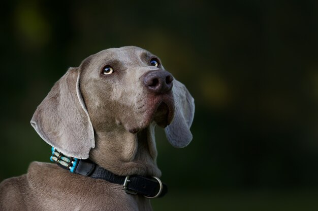 schattige bruine Weimaraner-hond