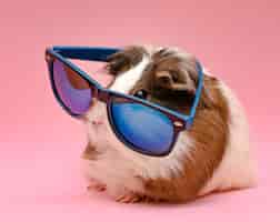 Gratis foto schattige cavia dragen van een zonnebril