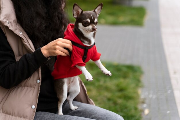 Schattige chihuahua hond buiten op een wandeling
