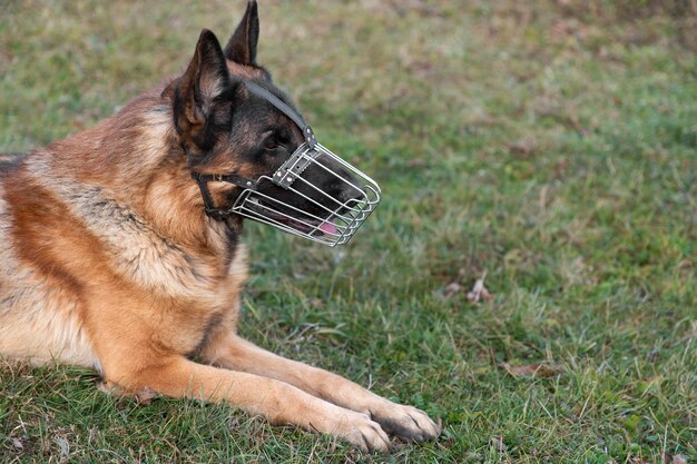 Schattige Duitse herder met muilkorf buitenshuis