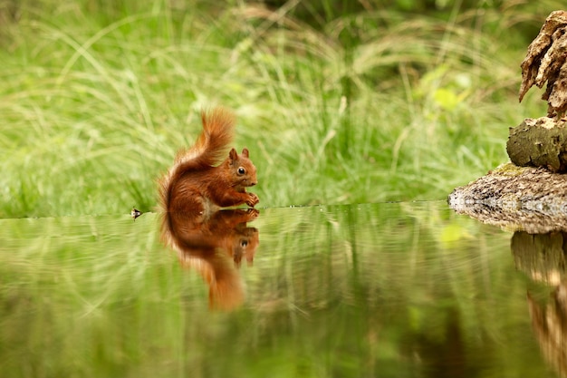 Gratis foto schattige eekhoorn drinkwater uit een meer in een bos