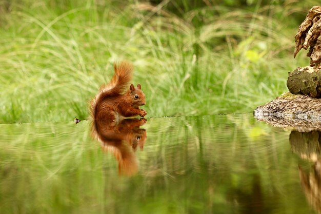 Schattige eekhoorn drinkwater uit een meer in een bos