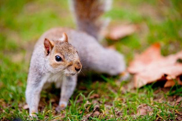 Gratis foto schattige eekhoorn staande op het gras