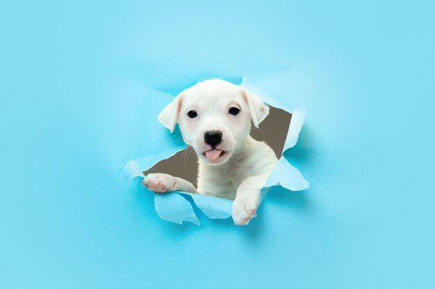 Schattige en kleine hondje rennende doorbraak blauwe studio