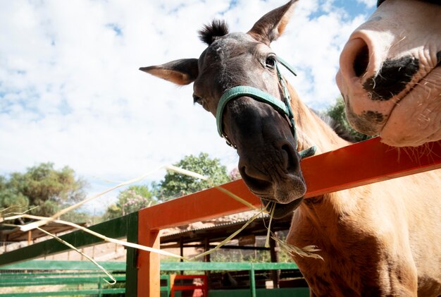 Schattige ezel buiten op de boerderij