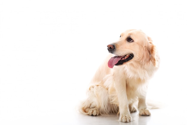 Gratis foto schattige golden retriever