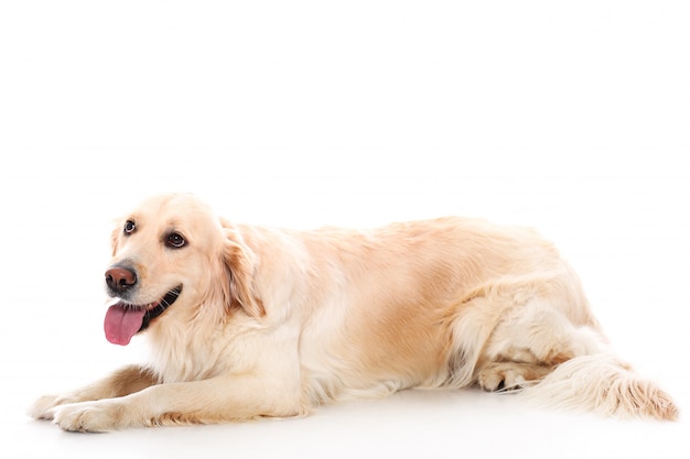 Gratis foto schattige golden retriever