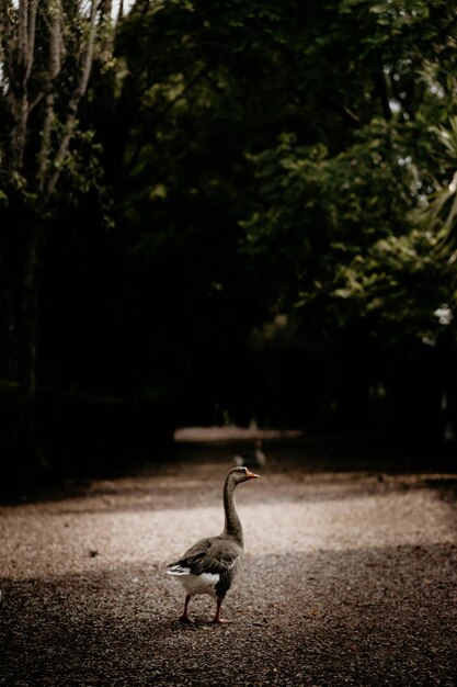 Schattige grijze gans die door een weg loopt