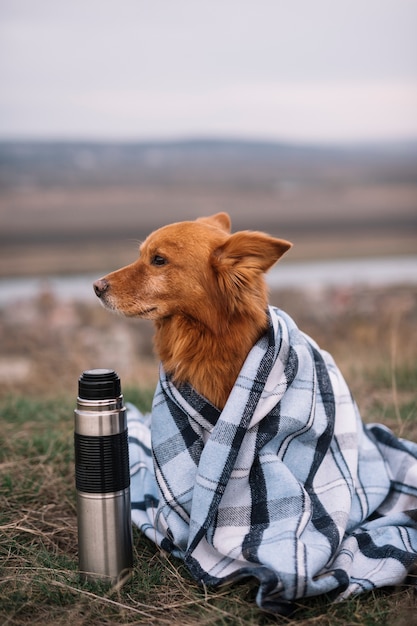 Gratis foto schattige hond bedekt met deken