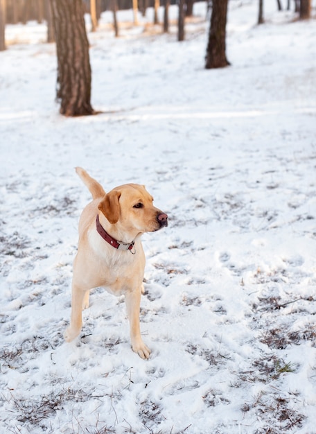 Schattige hond buiten winterseizoen