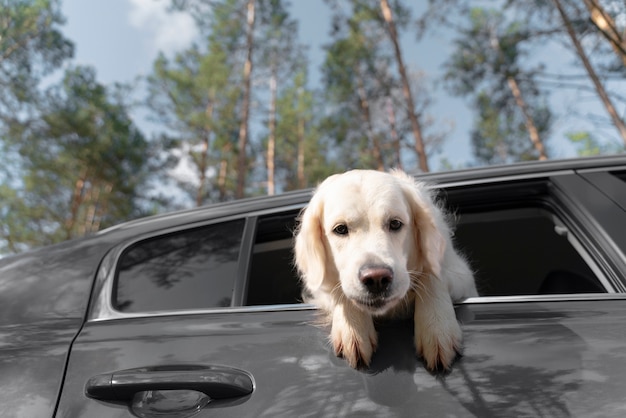 Schattige hond die uit het raam zit