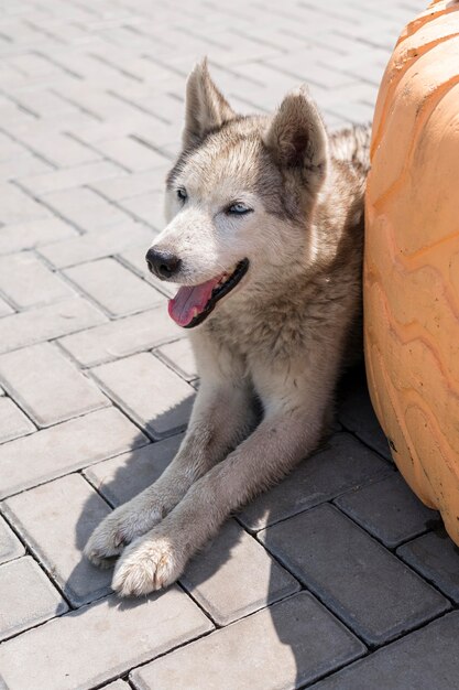 Schattige hond die wacht om door iemand te worden geadopteerd