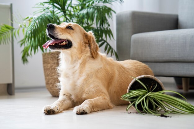 Schattige hond en potplant binnenshuis