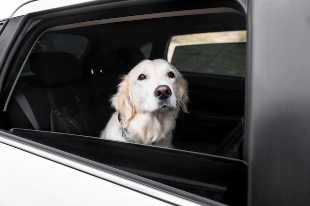 Schattige hond geniet van een roadtrip